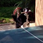 4.3.15 Skilled Dog Plays Ping Pong