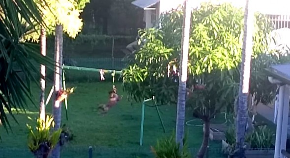 4.30.15 - Dog Makes His Own Swingset2