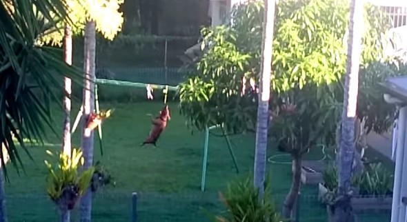 4.30.15 - Dog Makes His Own Swingset4