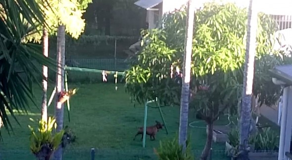 4.30.15 - Dog Makes His Own Swingset6