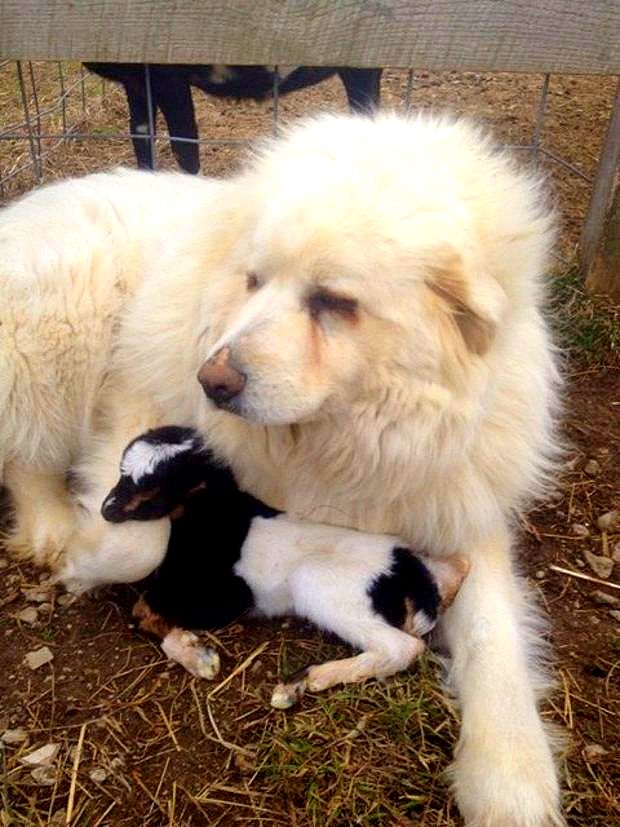 great pyrenees newborn puppies