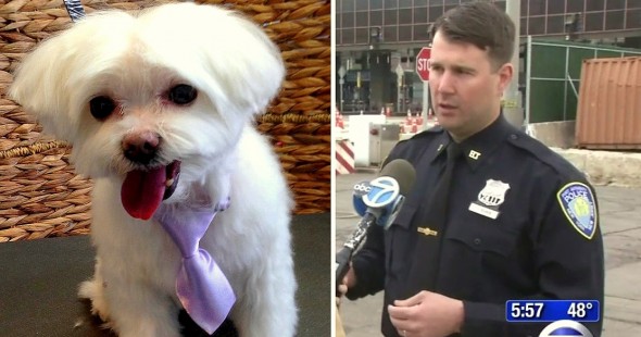 4.8.15 - Officer Saves Choking Dog5