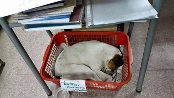 Shelton sleeping in a basket inside the library. Photo Credit: Zaira Kordi.