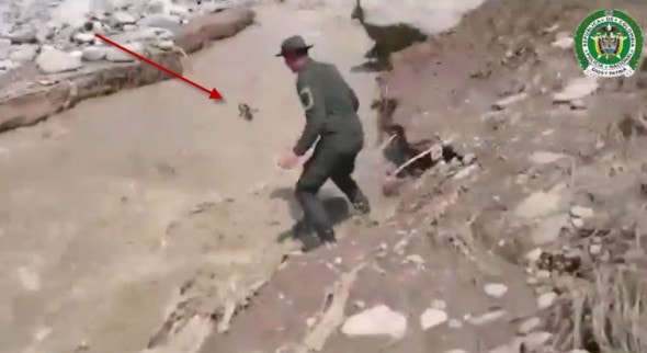 Principe being carried away by the river's strong current.