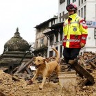 5.1.15 Rescue Dogs Are Saving Lives in Earthquake Devastated Nepal7