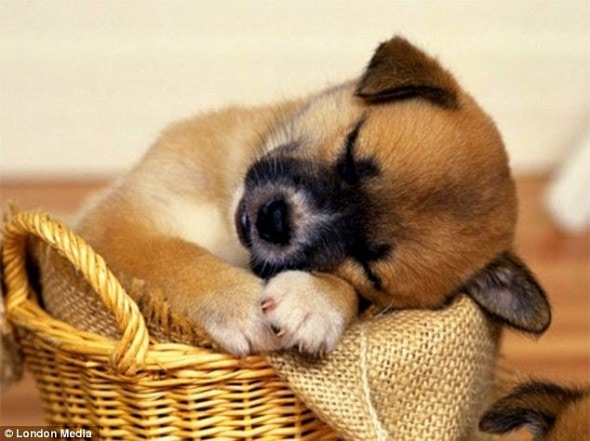 5.16.15 - Cutest Sleeping Puppies10