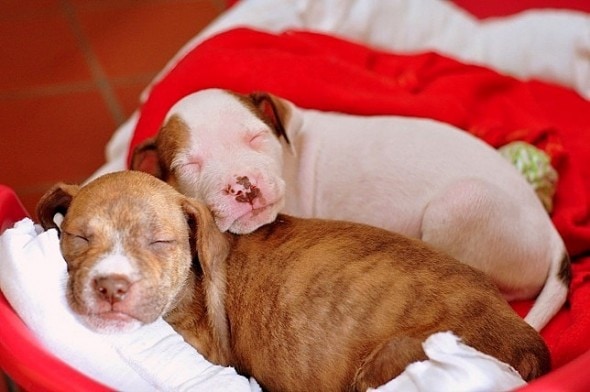 5.16.15 - Cutest Sleeping Puppies2