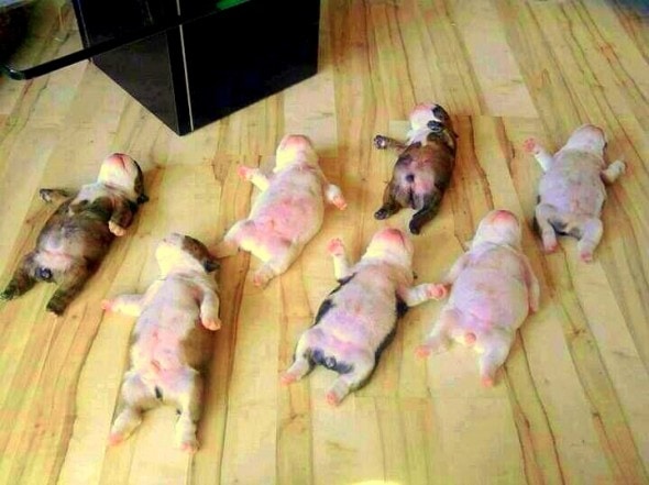 5.16.15 - Cutest Sleeping Puppies4