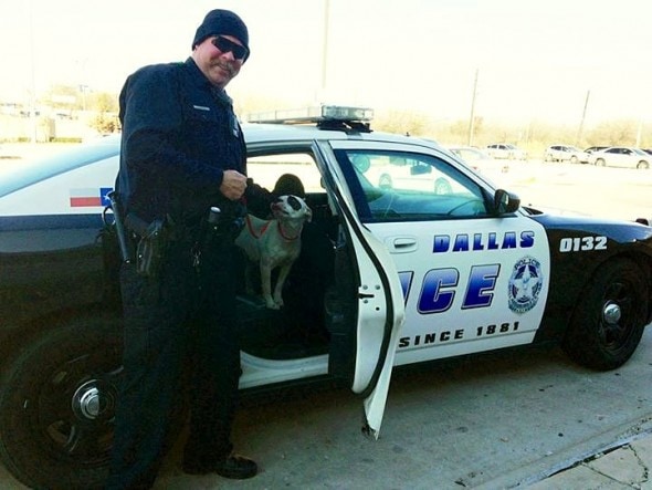 5.21.15 - Dallas Officer Adopts the Dog He Rescued Off Freeway1