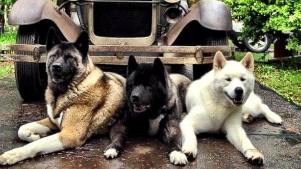 5.22.15 - Blinded Dog’s Siblings Step Up as Guides1