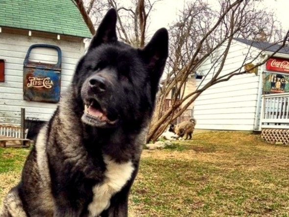 5.22.15 - Blinded Dog’s Siblings Step Up as Guides2