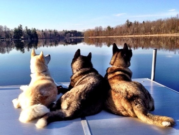 5.22.15 - Blinded Dog’s Siblings Step Up as Guides3
