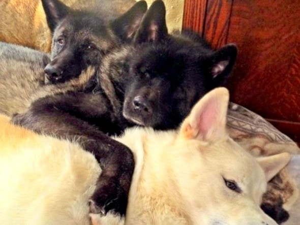 5.22.15 - Blinded Dog’s Siblings Step Up as Guides4