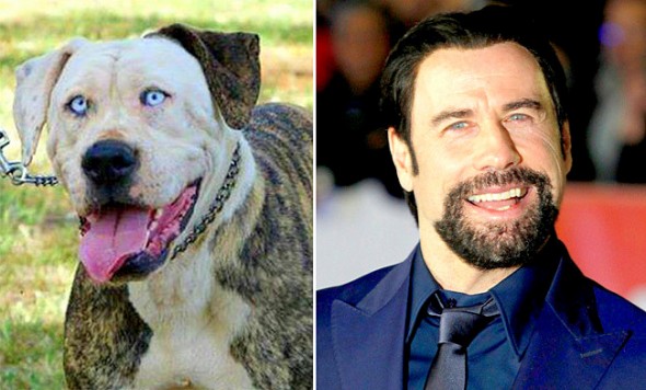 5.22.15 - Celebrities Who Have Twin Dogs0