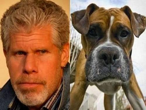 5.22.15 - Celebrities Who Have Twin Dogs10