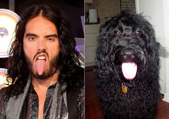 5.22.15 - Celebrities Who Have Twin Dogs13