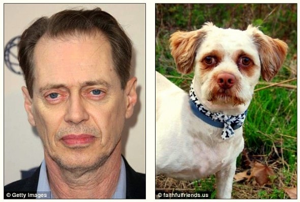 5.22.15 - Celebrities Who Have Twin Dogs14