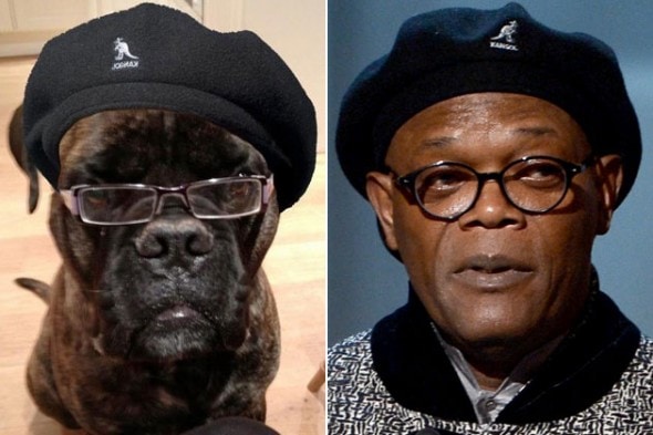 5.22.15 - Celebrities Who Have Twin Dogs18