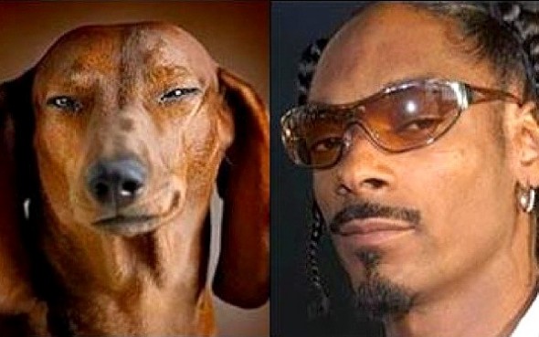 5.22.15 - Celebrities Who Have Twin Dogs4