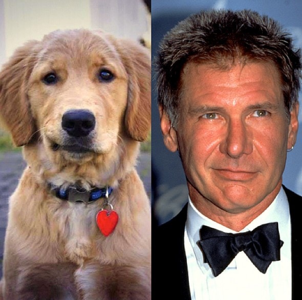 5.22.15 - Celebrities Who Have Twin Dogs7
