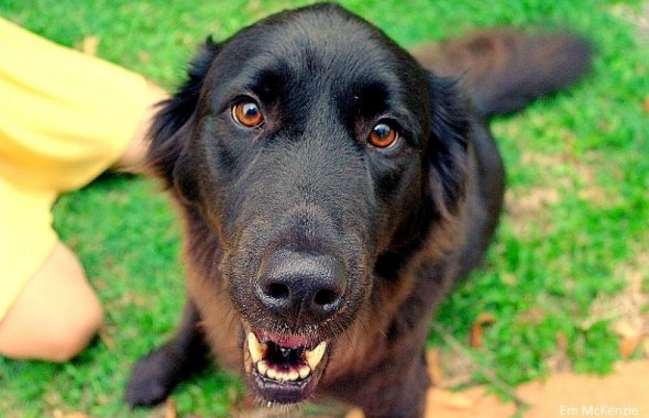 5.28.15 - Abused Dog Saved from Death Now Desperately Needs Surgery1