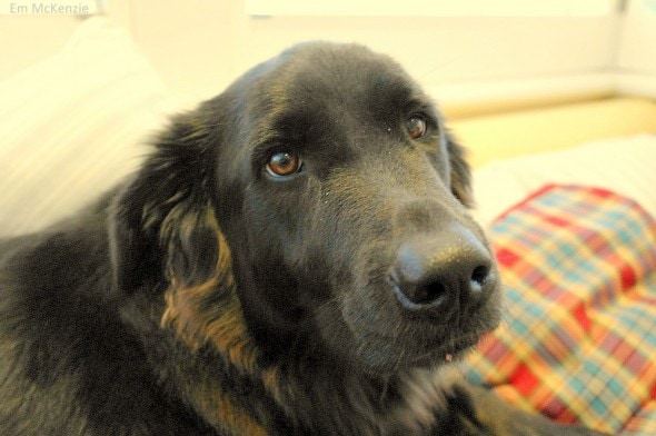 5.28.15 - Abused Dog Saved from Death Now Desperately Needs Surgery2