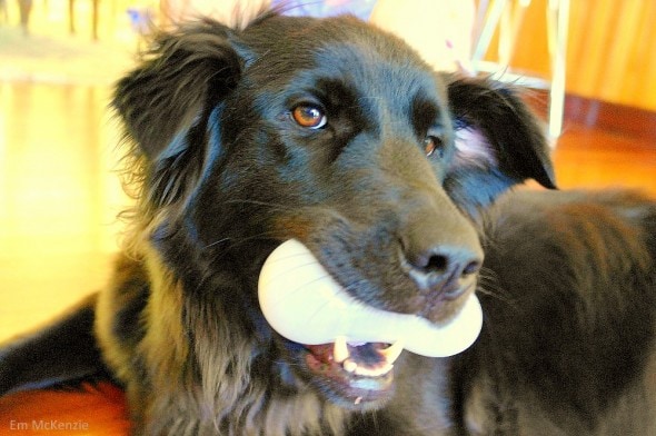 5.28.15 - Abused Dog Saved from Death Now Desperately Needs Surgery3