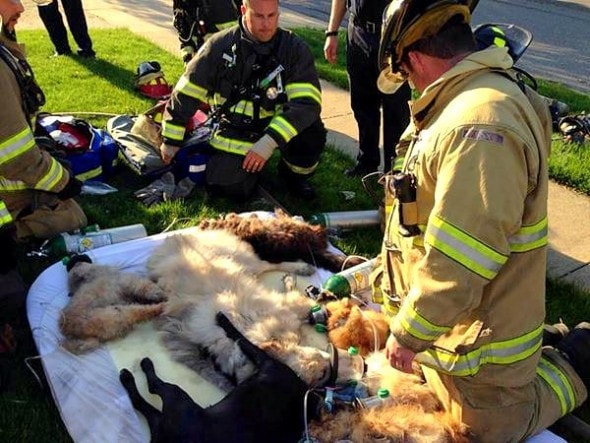 5.28.15 - Fire Academy Student Saves the Lives of 16 Dogs in Deadly Blaze1