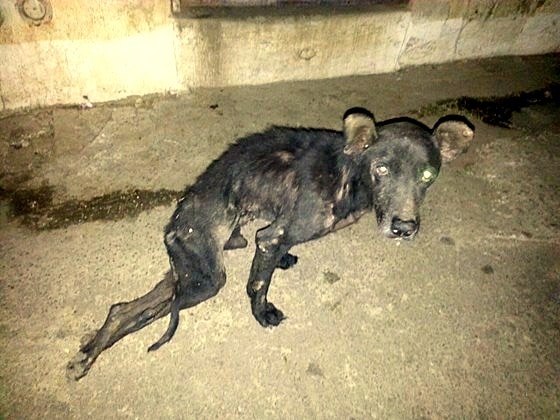 5.29.15 - Badly Injured Dog Rescued from Guatamala1
