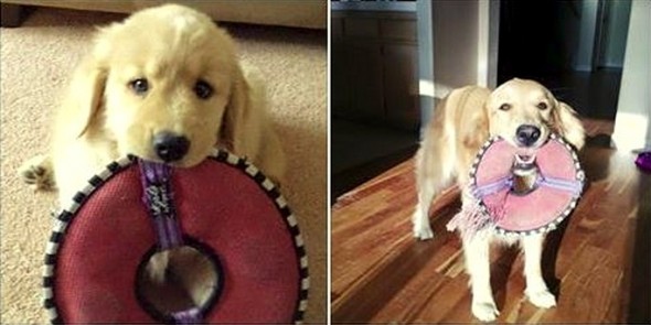 5.29.15 - Pets Who've Loved the Same Toys Since They Were Babies13