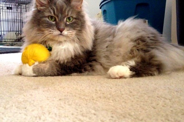 5.29.15 - Pets Who've Loved the Same Toys Since They Were Babies15