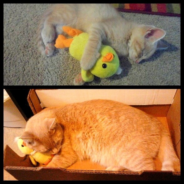 5.29.15 - Pets Who've Loved the Same Toys Since They Were Babies6