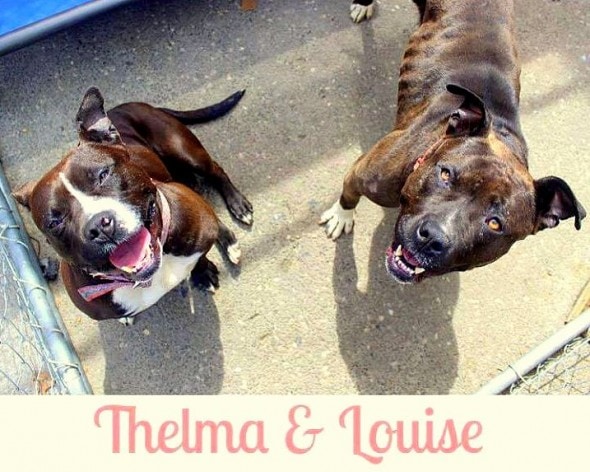 5.30.15 - Thelma and Louise Deserve a Happy Ending1