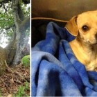 5.6.15 Pregnant Dog Found Living in a Tree4