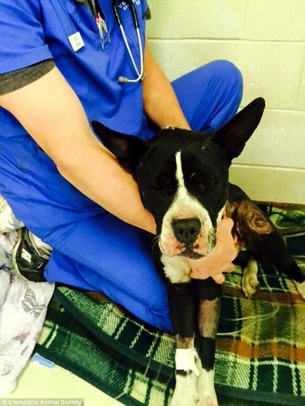 5.7.15 - Dog Impaled on Tree Branch for 24 Hours Miraculously Survives4