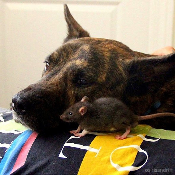 5.8.15 - Dog and Rat Are the Cutest BFFs Ever12