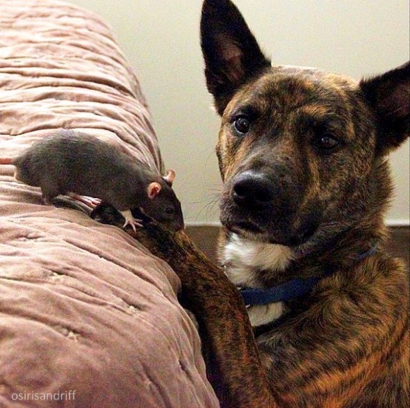 5.8.15 - Dog and Rat Are the Cutest BFFs Ever14