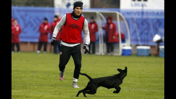 Peruvian player Paolo Guerrero attempts to catch the dog.