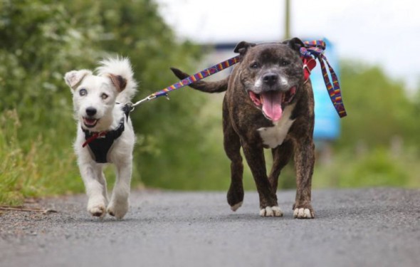 Glenn (left) and Buzz. Photo credit: Ross Parry