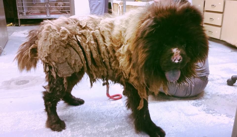 Risultati immagini per harry rescued chow chow