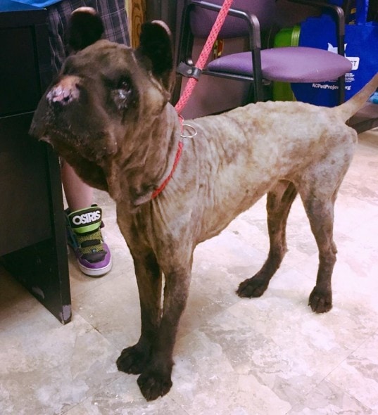 This is what Harry looks like now after his matted fur was shaved off. Photo credit: KC Pet Project/Facebook