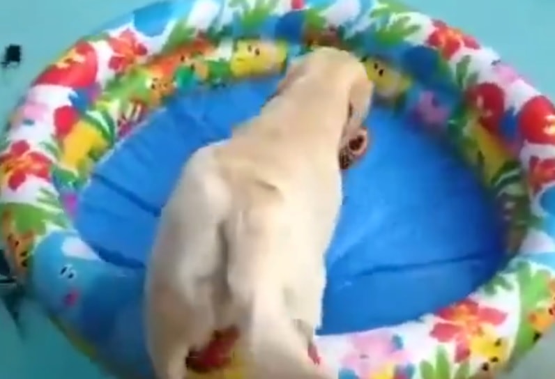 Dog and Teddy Give New Meaning to Waterbed