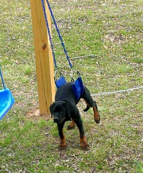 6.12.15 - Dogs Who Regret Their Decisions10