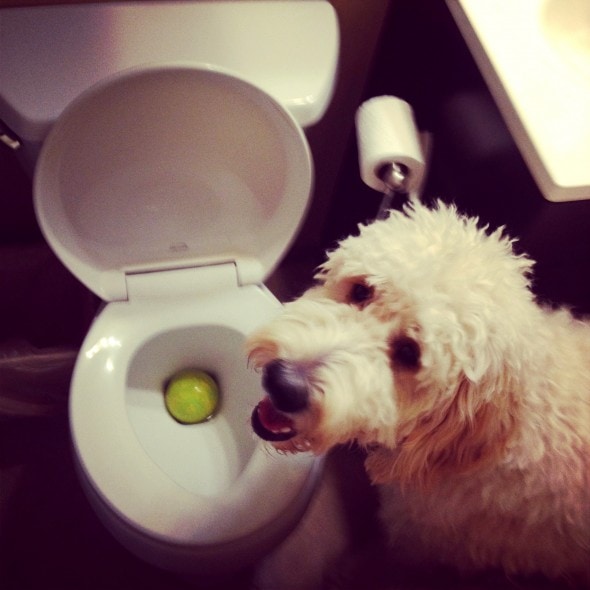 6.12.15 - Dogs Who Regret Their Decisions24