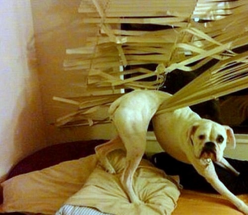 6.12.15 - Dogs Who Regret Their Decisions27