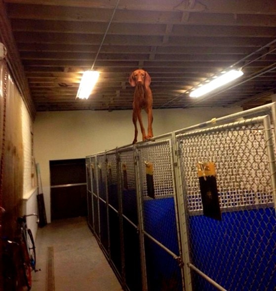 6.12.15 - Dogs Who Regret Their Decisions6