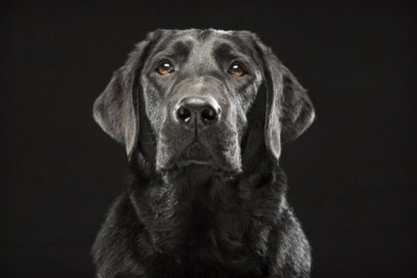 In this Oct. 2013 photo provided by Fred Levy, a black Labrador retriever named Denver poses in Levy's studio in Maynard, Mass. Levy, a pet photographer, first heard about Black Dog Syndrome in a 2013 conversation at a dog park. Its a disputed theory that black dogs are the last to get adopted at shelters, perhaps because of superstition or a perception that theyre aggressive. The idea inspired Levy to take up a photo project on their behalf. (Fred Levy via AP)