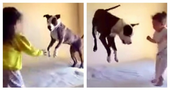 6.20.15 - Dogs Imitating1