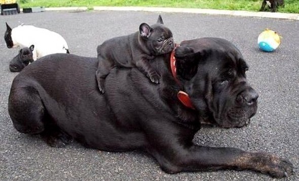 6.21.15 - Dogs That Are Dads1