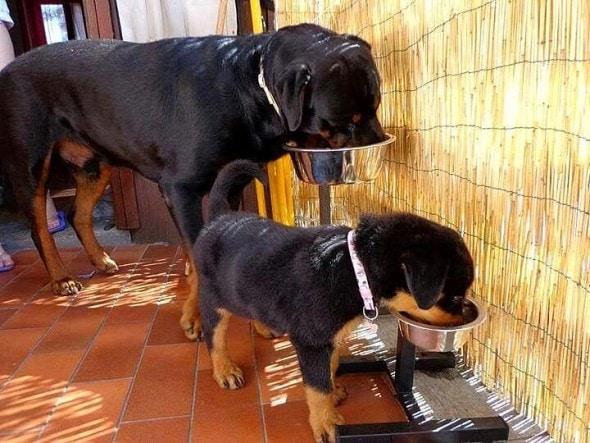 6.21.15 - Dogs That Are Dads12